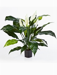 Spathiphyllum Bush