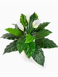 Spathiphyllum Bush White