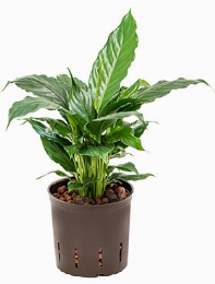 Spathiphyllum hybriden Bush Zonder bloem 30 cm