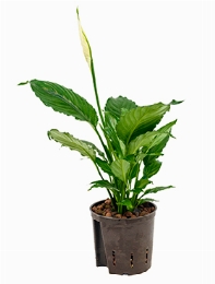 Spathiphyllum Mont Blanc Bush 50 cm