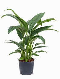 Spathiphyllum Sensation 3pp 110 cm