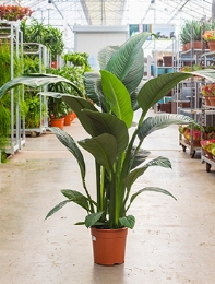 Spathiphyllum Sensation Bush 140 cm