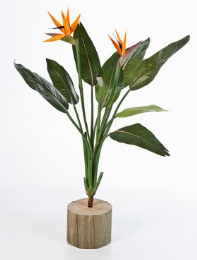 Strelitzia Bush