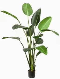 Strelitzia Toef (13 lvs.)