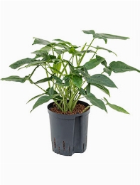 Syngonium trileaf wonder 50 cm