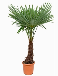 Trachycarpus fortunei Stam (30) 150 cm