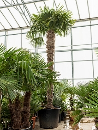 Trachycarpus fortunei Stam (300-320) 450 cm