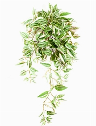 Tradescantia Hanging Bush (206 lvs.)