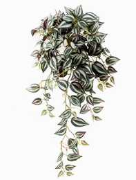 Tradescantia Hanging Bush Grey (206 lvs.)