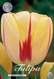 Tulp Beauty Of Spring met 5 zakjes verpakt a 10 bollen