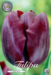 Tulp Black Jack met 5 zakjes verpakt a 10 bollen