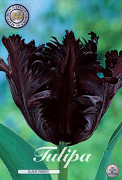 Tulp Black Parrot met 5 zakjes verpakt a 7 bollen