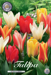 Tulp Botanisch Mixed met 5 zakjes verpakt a 10 bollen