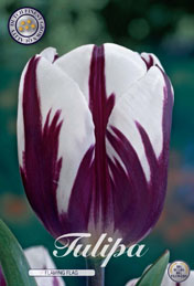 Tulp Flaming Flag met 5 zakjes verpakt a 10 bollen