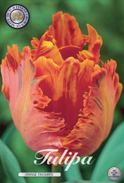 Tulp Orange Favourite met 5 zakjes verpakt a 7 bollen