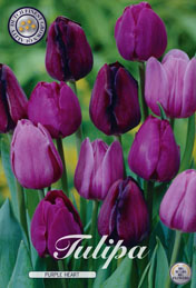 Tulp Purple Heart met 5 zakjes verpakt a 10 bollen