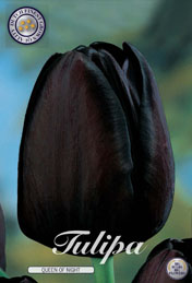 Tulp Queen of Night met 5 zakjes verpakt a 10 bollen