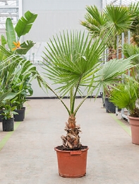 Washingtonia robusta Stam 180 cm