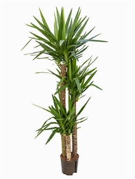 Yucca 120-90-45 180 cm