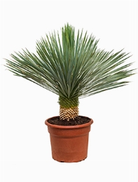 Yucca rostrata Stam 90 cm