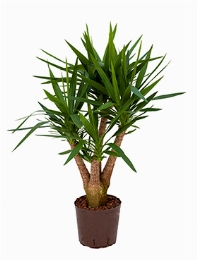 Yucca Vertakt extra 90 cm