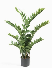 Zamioculcas Toef (220 lvs.) 16,5