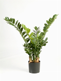 Zamioculcas Toef